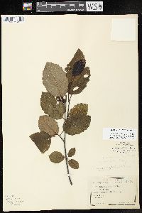 Alnus incana subsp. rugosa image