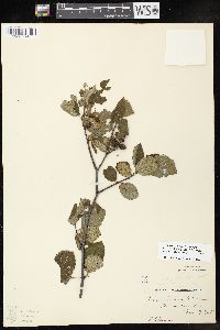 Alnus incana subsp. rugosa image