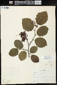 Alnus incana subsp. rugosa image