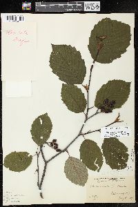 Alnus incana subsp. rugosa image