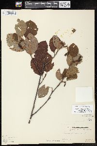 Alnus incana subsp. rugosa image