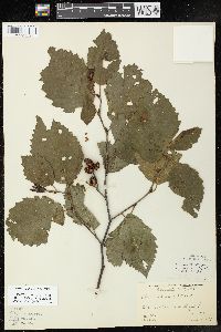 Alnus incana subsp. rugosa image