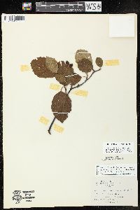 Alnus incana subsp. rugosa image