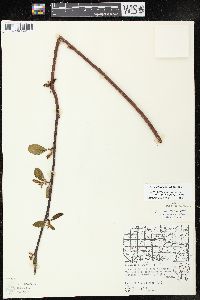 Alnus incana subsp. rugosa image