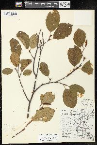 Alnus incana subsp. rugosa image