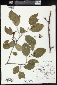 Alnus incana subsp. rugosa image