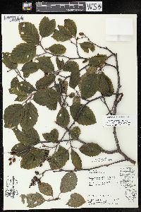 Alnus incana subsp. rugosa image