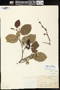 Alnus incana subsp. rugosa image