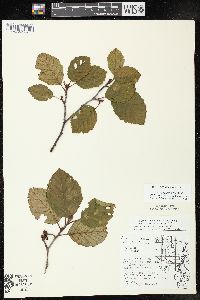 Alnus incana subsp. rugosa image