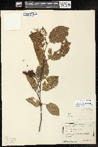 Alnus incana subsp. rugosa image