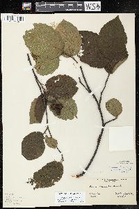 Alnus incana subsp. rugosa image