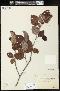 Alnus incana subsp. rugosa image