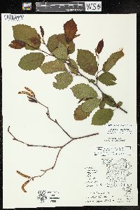 Alnus incana subsp. rugosa image