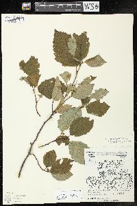 Alnus incana subsp. rugosa image