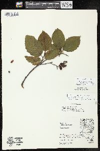 Alnus incana subsp. rugosa image