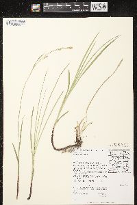 Carex woodii image