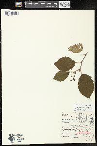 Alnus incana subsp. rugosa image