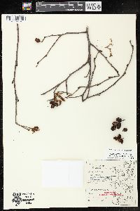 Alnus incana subsp. rugosa image