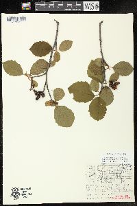 Alnus incana subsp. rugosa image