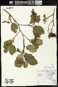 Alnus incana subsp. rugosa image