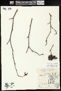 Alnus incana subsp. rugosa image