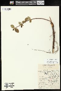 Alnus incana subsp. rugosa image