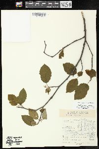 Alnus incana subsp. rugosa image