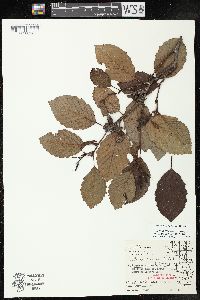 Alnus incana subsp. rugosa image