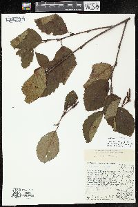 Alnus incana subsp. rugosa image