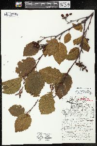 Alnus incana subsp. rugosa image