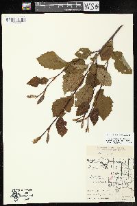 Alnus incana subsp. rugosa image