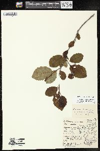 Alnus incana subsp. rugosa image