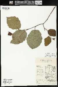 Alnus incana subsp. rugosa image