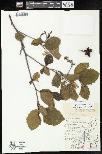 Alnus incana subsp. rugosa image