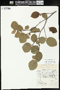 Alnus incana subsp. rugosa image