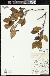 Alnus incana subsp. rugosa image