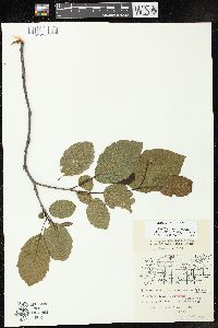 Alnus incana subsp. rugosa image