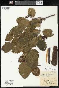 Alnus incana subsp. rugosa image