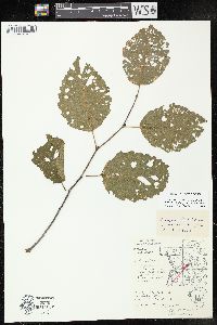 Alnus incana subsp. rugosa image