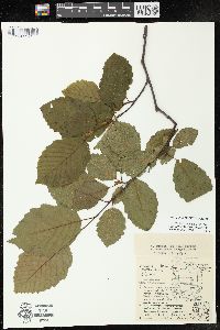 Alnus incana subsp. rugosa image