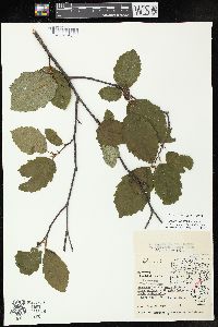 Alnus incana subsp. rugosa image