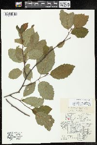 Alnus incana subsp. rugosa image