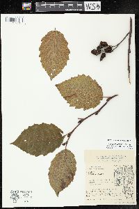 Alnus incana subsp. rugosa image