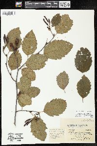 Alnus incana subsp. rugosa image