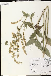 Solidago patula var. patula image