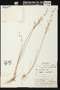 Juncus alpinoarticulatus image