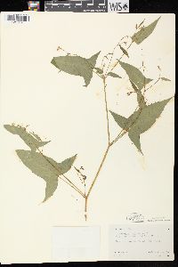 Persicaria arifolia image