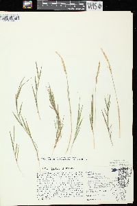 Agrostis stolonifera var. stolonifera image