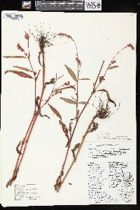 Persicaria careyi image