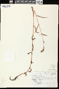 Persicaria careyi image